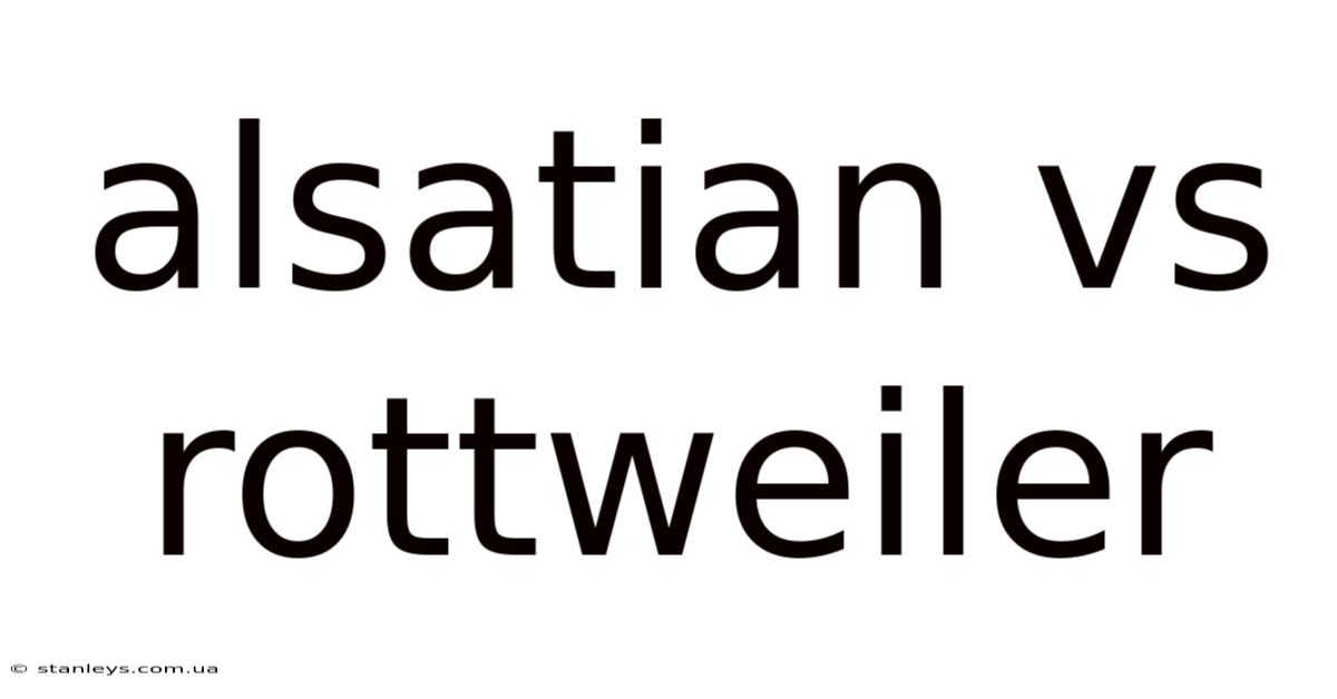Alsatian Vs Rottweiler
