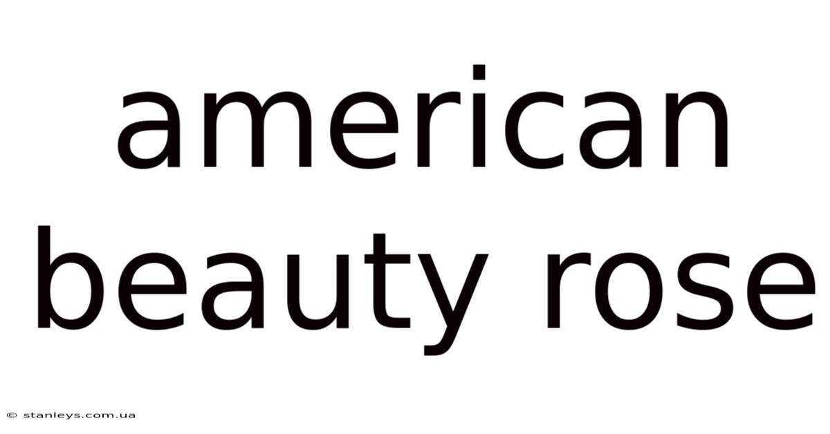 American Beauty Rose