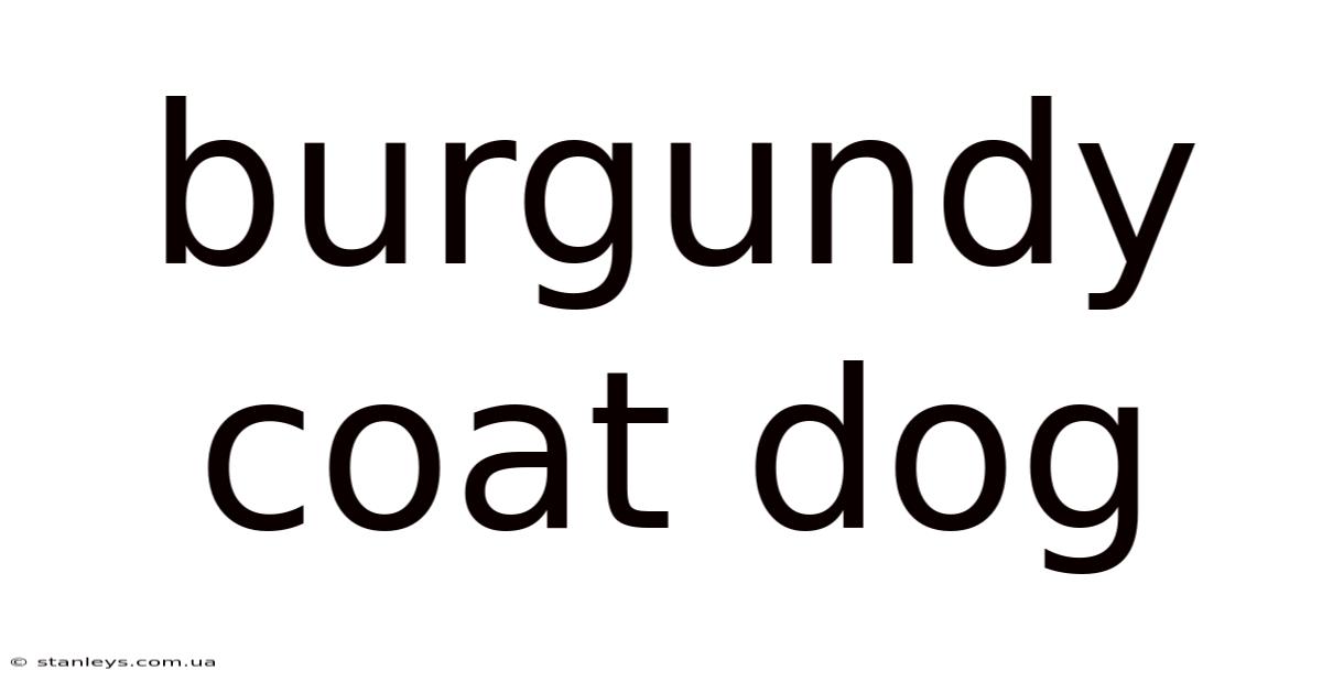 Burgundy Coat Dog