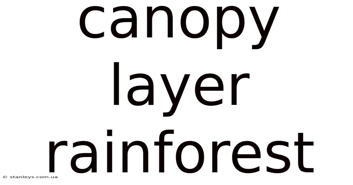 Canopy Layer Rainforest