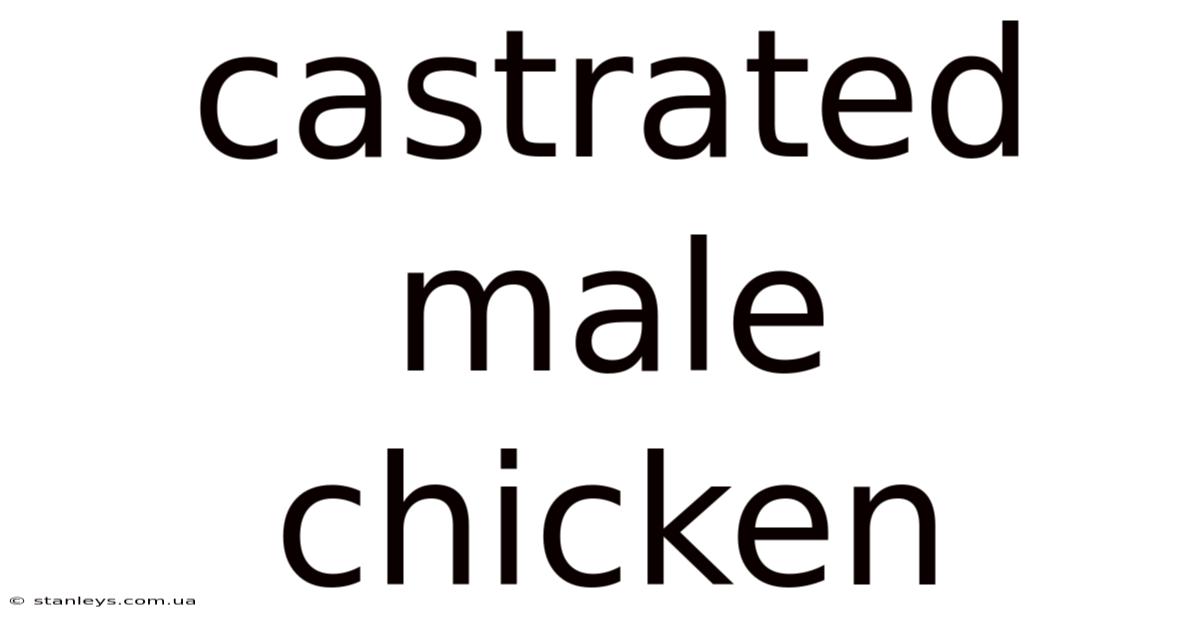 Castrated Male Chicken