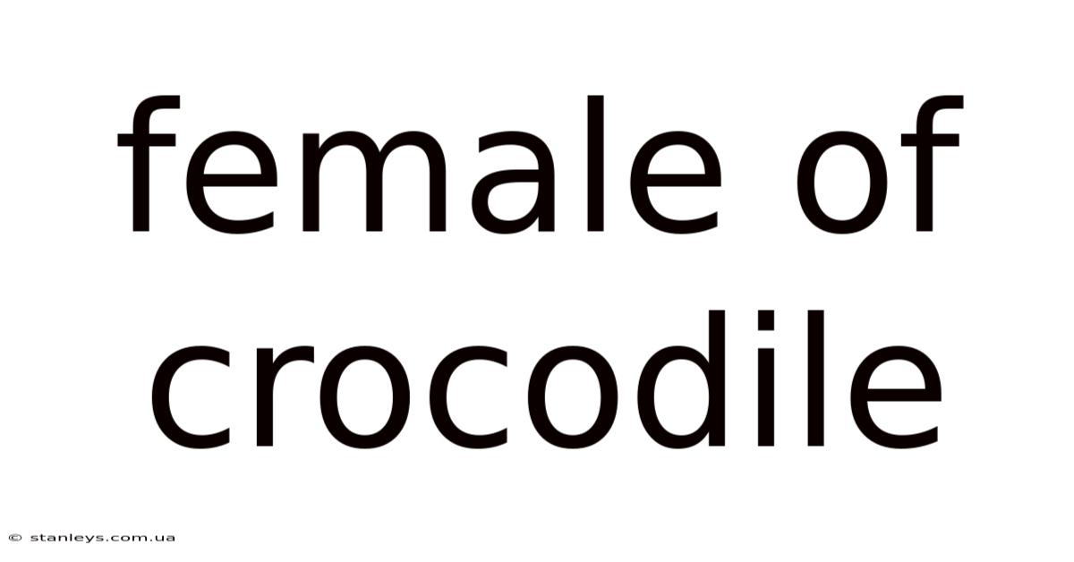 Female Of Crocodile