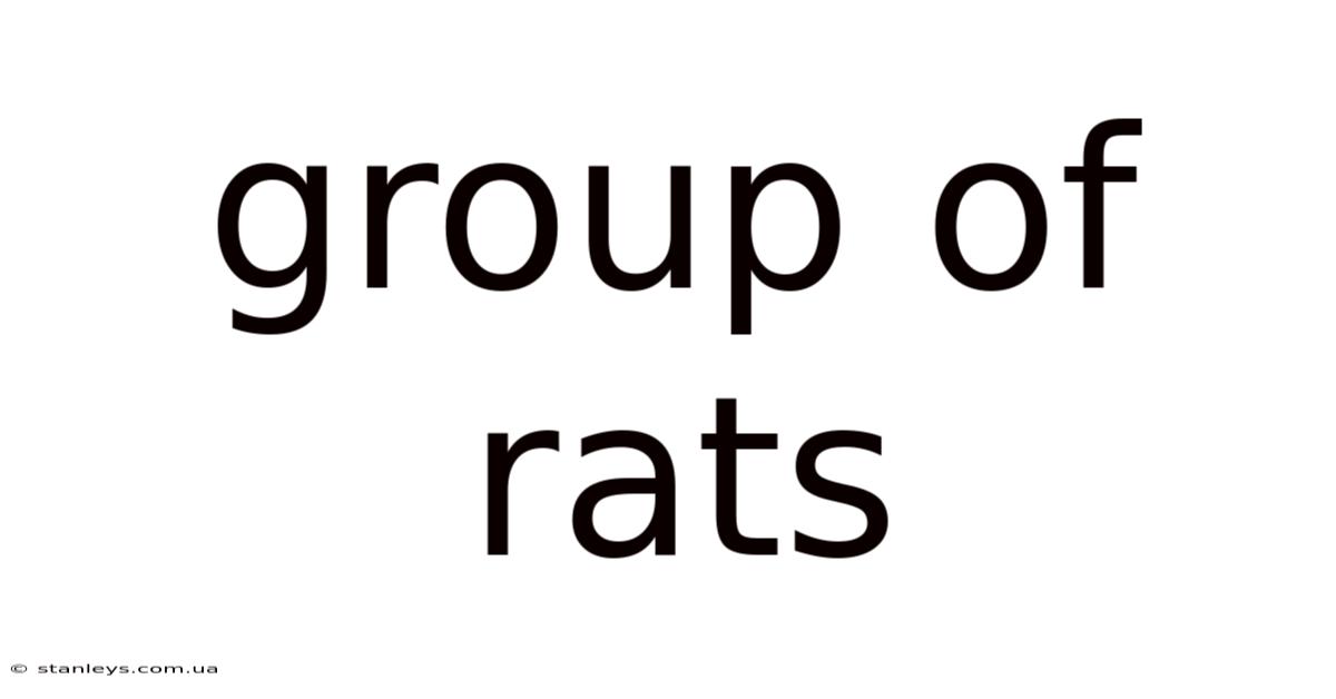 Group Of Rats