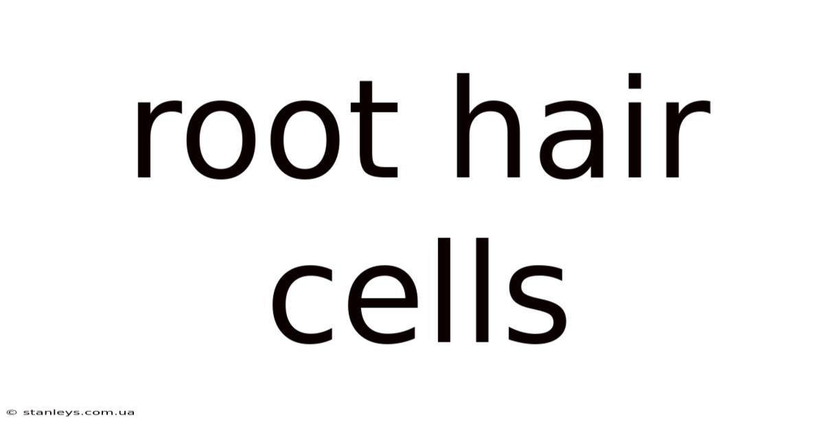 Root Hair Cells