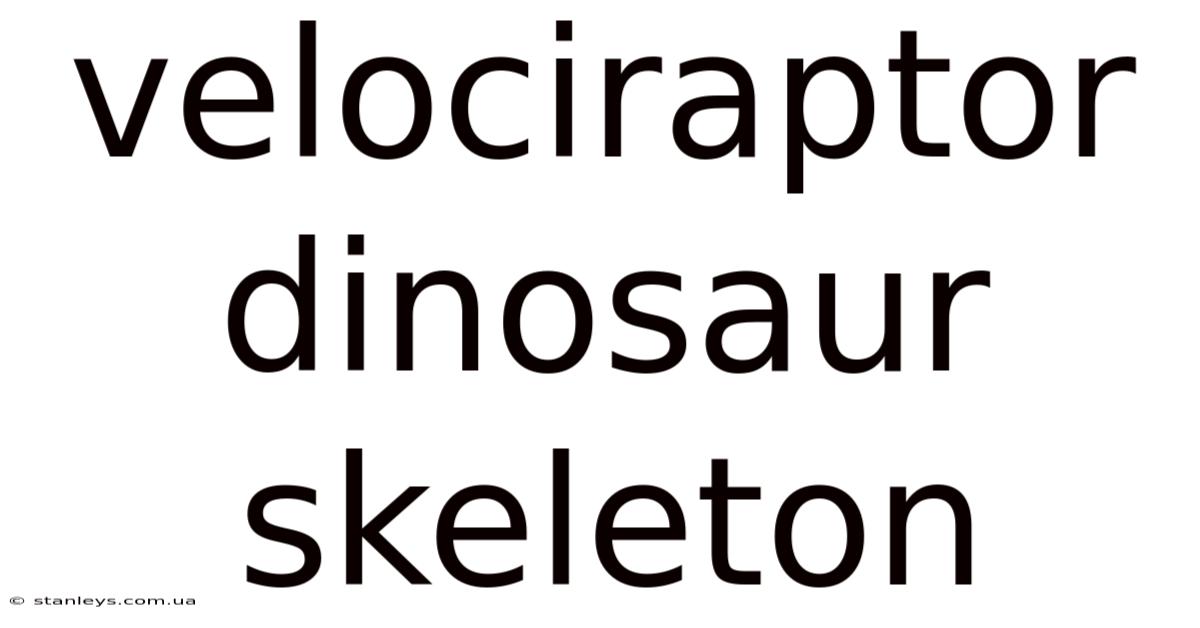 Velociraptor Dinosaur Skeleton